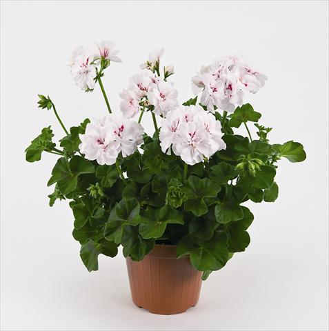 photo of flower to be used as: Pot and bedding Pelargonium peltatum Costa Daurada White