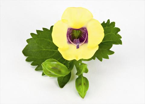 photo of flower to be used as: Basket / Pot Torenia Moon Yellow Moon