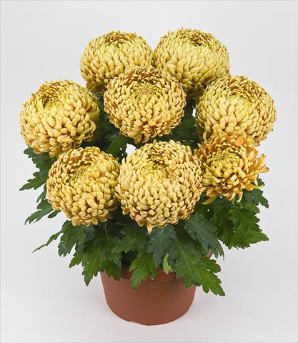 photo of flower to be used as: Pot Chrysanthemum Globus Sharki