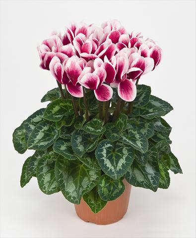 photo of flower to be used as: Pot Cyclamen persicum Halios® Fantasia  Magenta