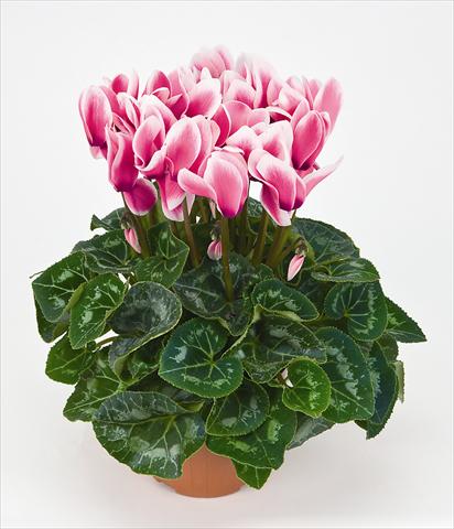 photo of flower to be used as: Pot Cyclamen persicum Latinia® Fantasia Fuchsia