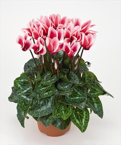 photo of flower to be used as: Pot Cyclamen persicum Tianis® Fantasia Saumon