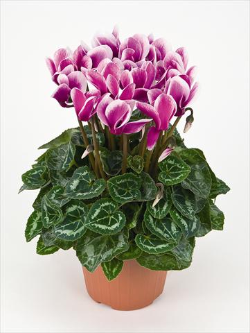 photo of flower to be used as: Pot Cyclamen persicum Tianis® Fantasia Violet