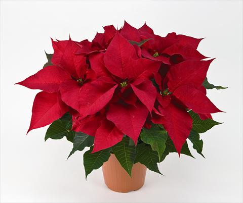 photo of flower to be used as: Pot Poinsettia - Euphorbia pulcherrima Prestige Early Red