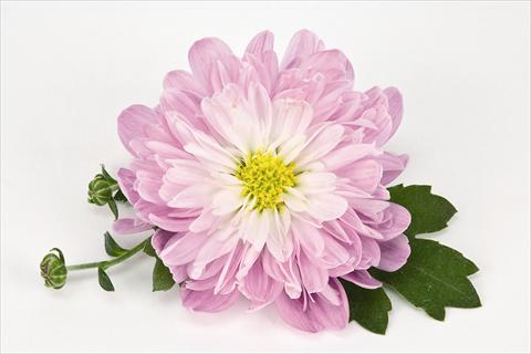 photo of flower to be used as: Pot and bedding Chrysanthemum Golette® Tulsa