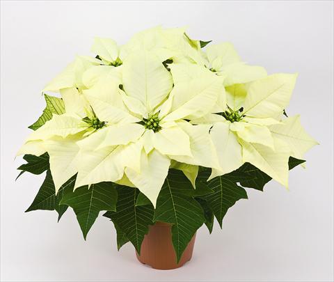 photo of flower to be used as: Pot Poinsettia - Euphorbia pulcherrima Cristallo
