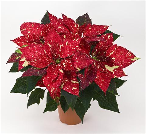 photo of flower to be used as: Pot Poinsettia - Euphorbia pulcherrima Primero Glitter