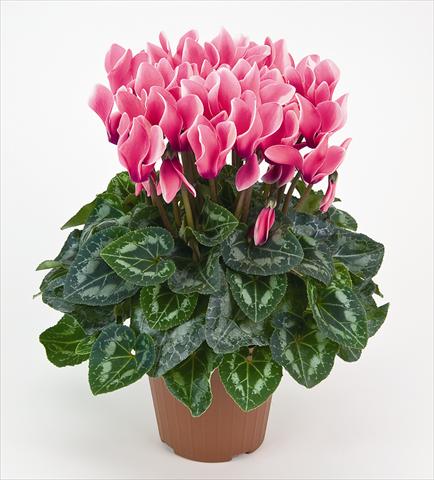 photo of flower to be used as: Pot and bedding Cyclamen persicum Tianis® Fantasia Fuchsia