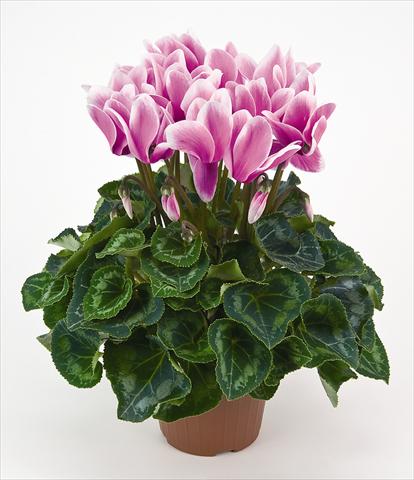 photo of flower to be used as: Pot and bedding Cyclamen persicum Latinia® Fantasia Cattleya