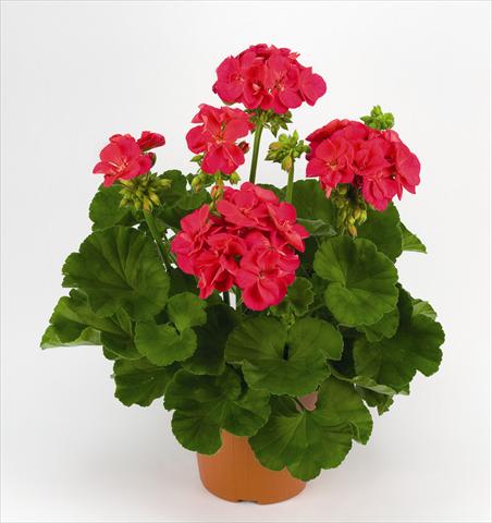 photo of flower to be used as: Pot and bedding Pelargonium zonale Costa Brava Cherry Red
