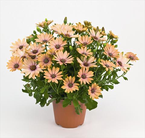 photo of flower to be used as: Pot and bedding Osteospermum Side Show Copper Apricot