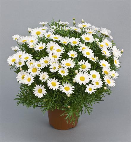 photo of flower to be used as: Pot and bedding Argyranthemum Daisy Crazy™ Maria