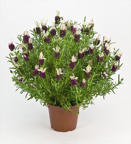 photo of flower to be used as: Pot and bedding Lavandula stoechas Bella Rouge