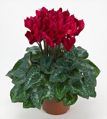 photo of flower to be used as: Pot Cyclamen persicum mini Metis® Écarlate Compact