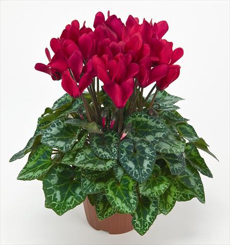 photo of flower to be used as: Pot Cyclamen persicum mini Metis® Rouge Vif Compact