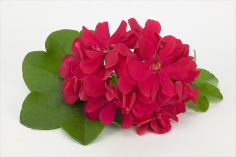photo of flower to be used as: Basket / Pot Pelargonium peltatum Costa Daurada Bright Red