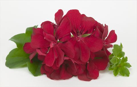 photo of flower to be used as: Basket / Pot Pelargonium peltatum Costa Daurada Dark Red