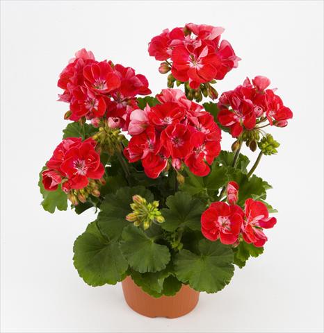 photo of flower to be used as: Pot and bedding Pelargonium zonale Dark Costa Brava Red With Eye