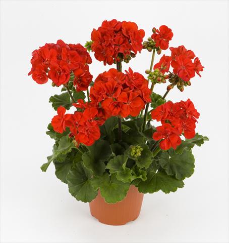 photo of flower to be used as: Pot and bedding Pelargonium zonale Dark Costa Brava Red