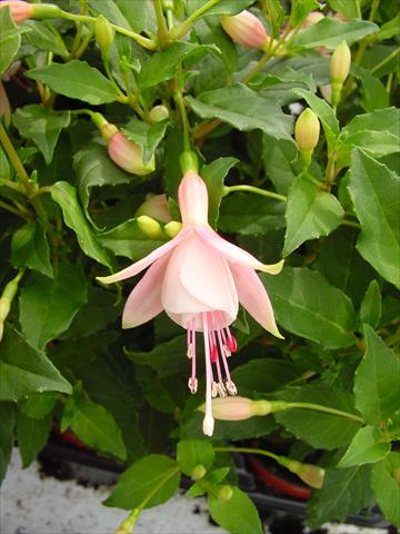 photo of flower to be used as: Pot and bedding Fuchsia Diva™ Bridal Pink