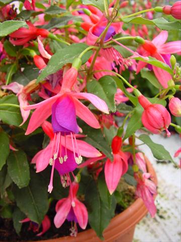 photo of flower to be used as: Pot and bedding Fuchsia Diva™ Rose/Purple