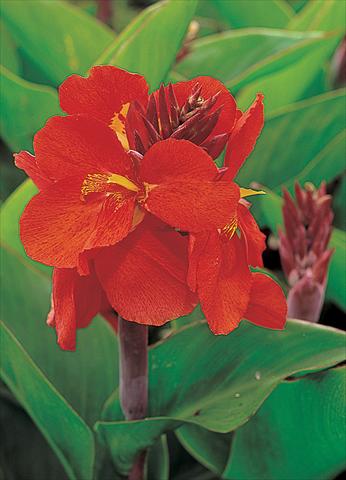photo of flower to be used as: Pot and bedding Canna hybrida Tropical Red