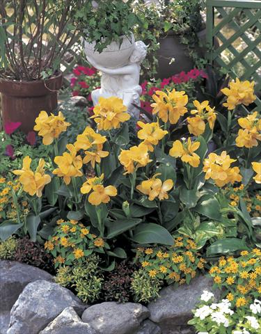 photo of flower to be used as: Bedding pot or basket Canna hybrida Tropical Yellow