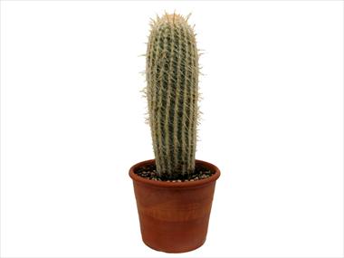photo of flower to be used as: Pot Cactus Espostoa lanata