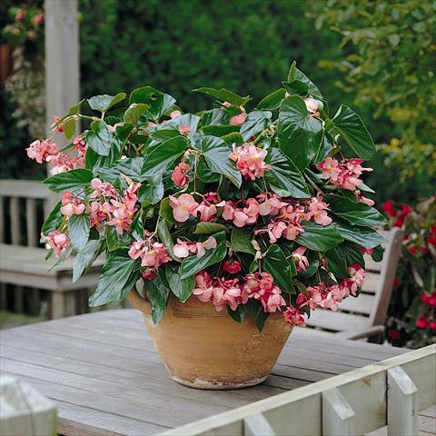 photo of flower to be used as: Bedding, basket Begonia hybrida Dragon Wing Red
