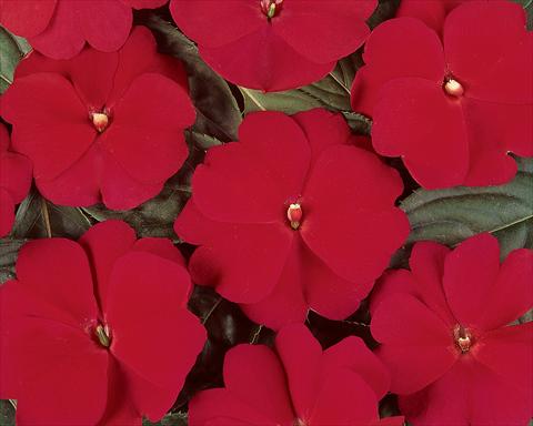 photo of flower to be used as: Pot and bedding Impatiens hawkerii Divine Cherry Red