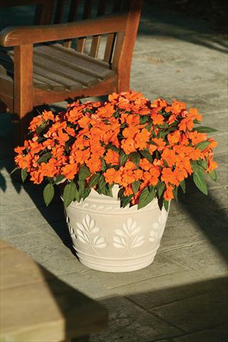 photo of flower to be used as: Pot and bedding Impatiens hawkerii Divine Orange