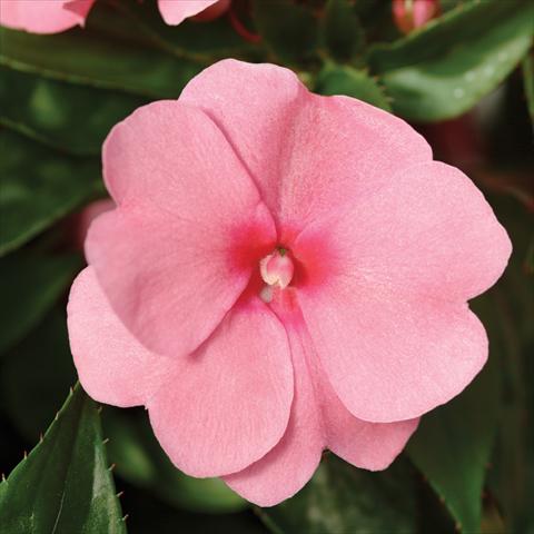 photo of flower to be used as: Pot and bedding Impatiens hawkerii Divine Pink