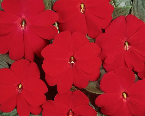 photo of flower to be used as: Pot and bedding Impatiens hawkerii Divine Scarlet Red