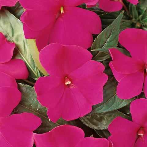 photo of flower to be used as: Pot and bedding Impatiens hawkerii Divine Violet