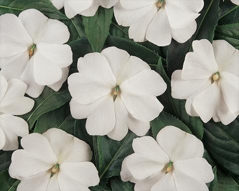 photo of flower to be used as: Pot and bedding Impatiens hawkerii Divine White