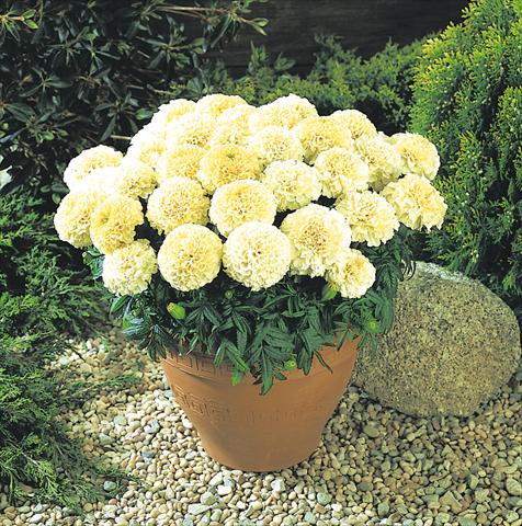 photo of flower to be used as: Bedding / border plant Tagetes erecta Marigold Vanilla
