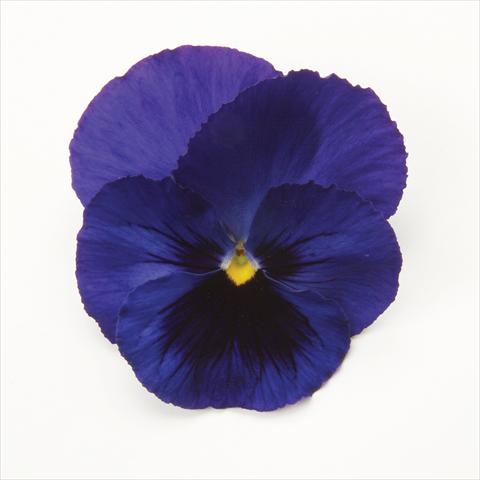 photo of flower to be used as: Pot and bedding Viola wittrockiana Matrix Blue Blotch