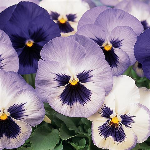 photo of flower to be used as: Pot and bedding Viola wittrockiana Matrix Blue Frost