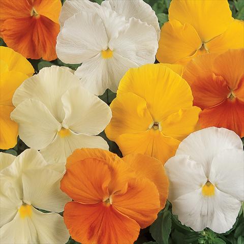 photo of flower to be used as: Pot and bedding Viola wittrockiana Matrix Citrus Mixture