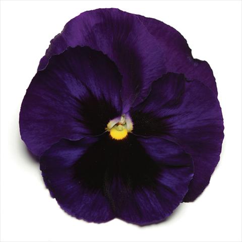 photo of flower to be used as: Pot and bedding Viola wittrockiana Matrix Deep Blue Blotch