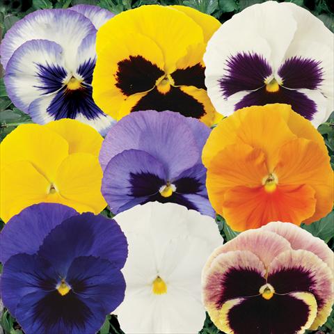 photo of flower to be used as: Pot and bedding Viola wittrockiana Matrix Mixture
