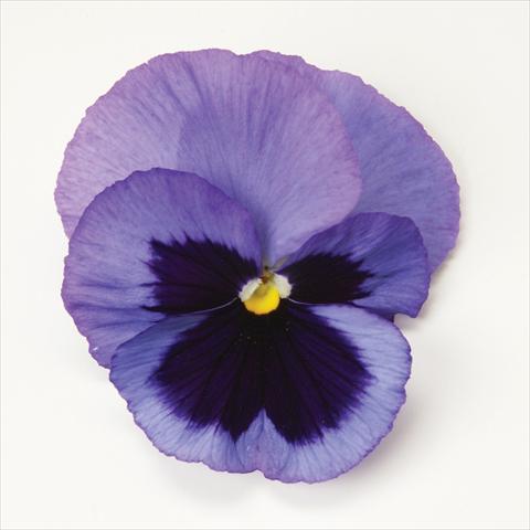 photo of flower to be used as: Pot and bedding Viola wittrockiana Matrix Ocean