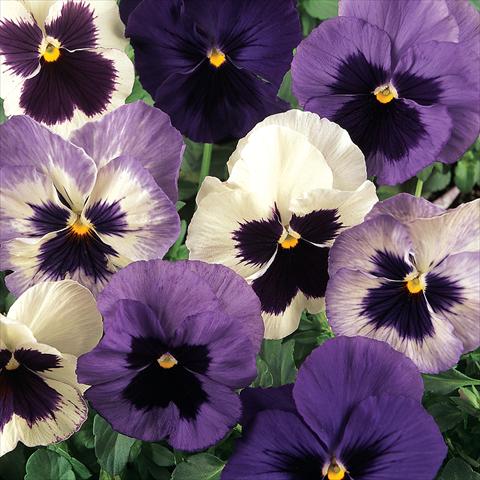 photo of flower to be used as: Pot and bedding Viola wittrockiana Matrix Ocean Breeze Mix