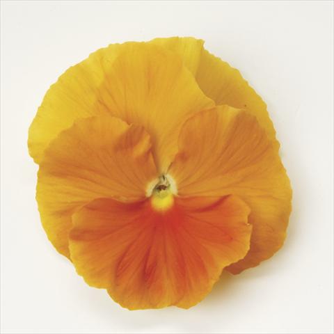 photo of flower to be used as: Pot and bedding Viola wittrockiana Matrix Orange