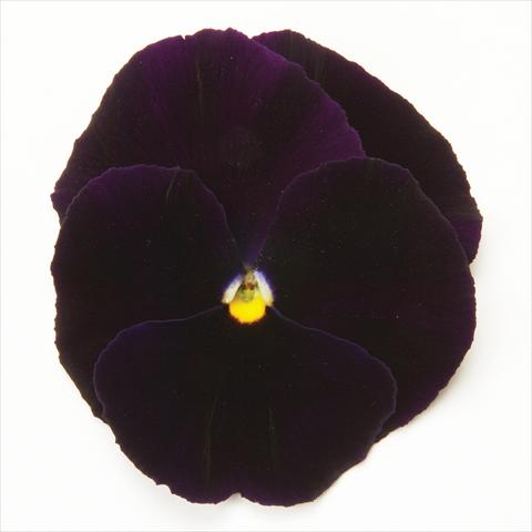 photo of flower to be used as: Pot and bedding Viola wittrockiana Matrix Purple