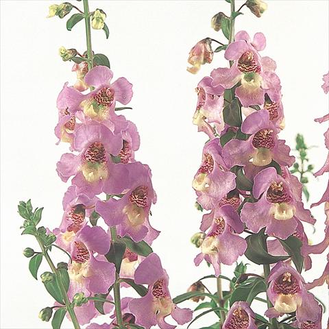 photo of flower to be used as: Bedding / border plant Angelonia angustifolia Serena™ Lavender