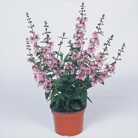 photo of flower to be used as: Bedding / border plant Angelonia angustifolia Serena™ Lavender Pink