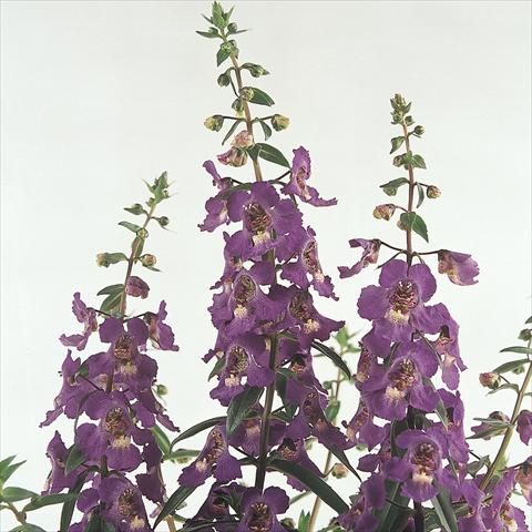 photo of flower to be used as: Pot and bedding Angelonia angustifolia Serena™ Purple