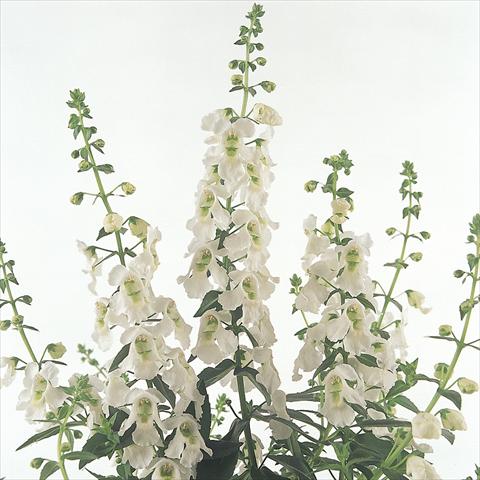photo of flower to be used as: Pot and bedding Angelonia angustifolia Serena™ White