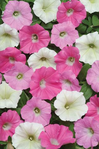 photo of flower to be used as: Pot and bedding Petunia X hybrida Shock Wave Buzz Mix